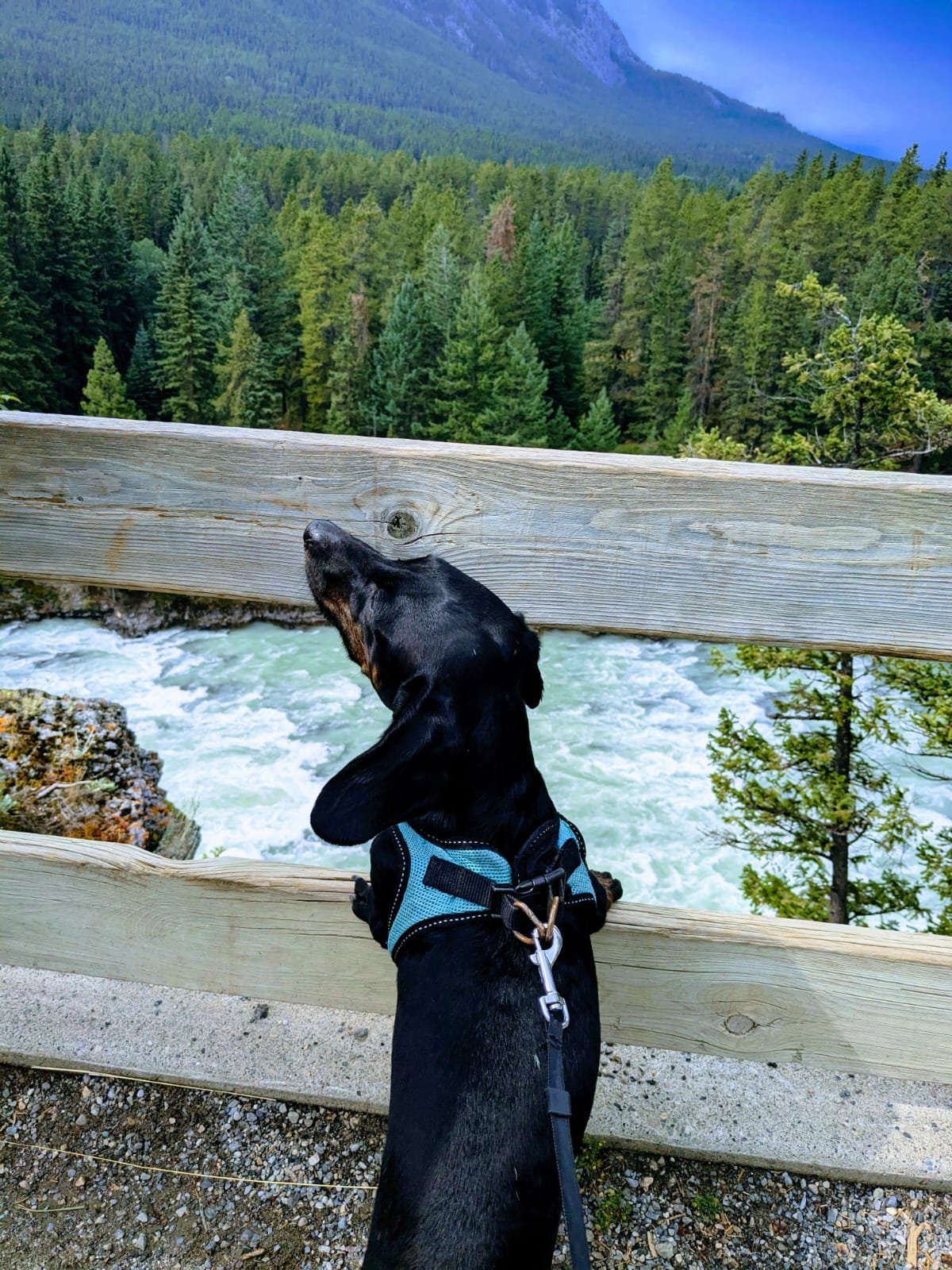 Louie B. — Rocky Mountains